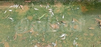 மானாமதுரை கண்மாயில் ஆலைக் கழிவுநீர் கலப்பு: செத்து மிதக்கும் மீன்கள் 