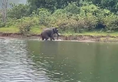 தேக்கடி ஏரியில் கரையை கடந்த யானை: சுற்றுலாப் பயணிகள் உற்சாகம்!