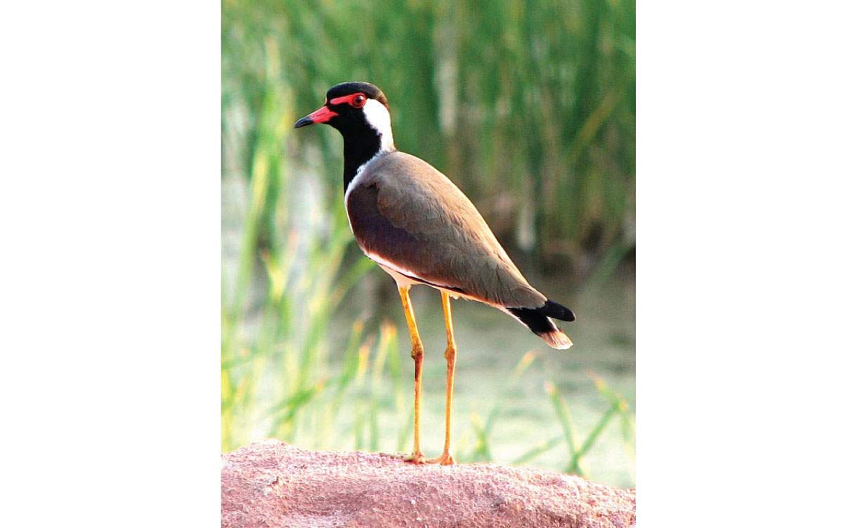 அங்கிள் ஆன்டெனா