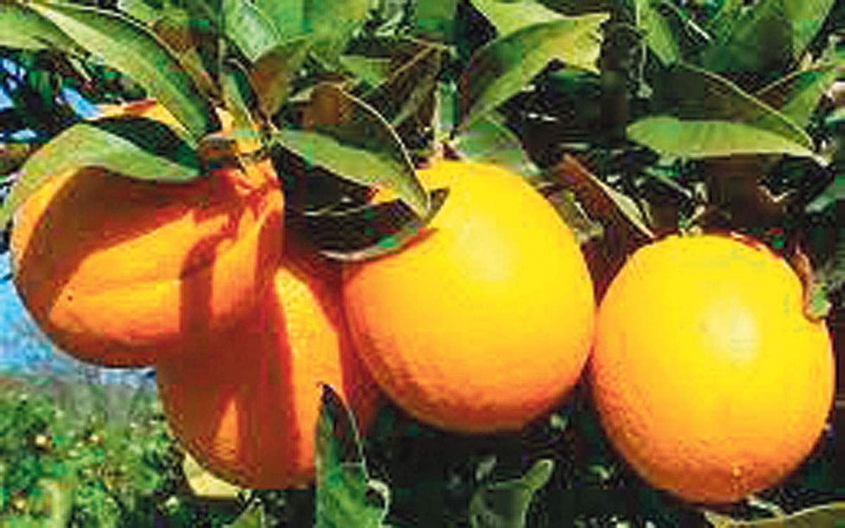 மரங்களின் வரங்கள்!: மருத்துவ சுரங்கம் - ஆரஞ்சுப் பழ மரம்