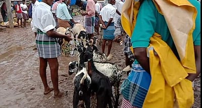 தீபாவளி பண்டிகை: திருவாடானை சந்தையில் ரூ.1 கோடிக்கு மேல் ஆடுகள் விற்பனை 