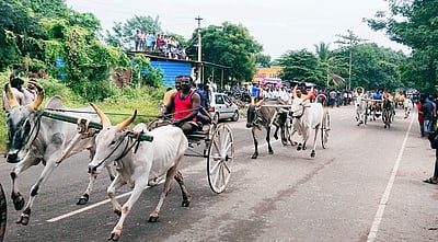 கூடலூரில் இரட்டை மாட்டு வண்டி எல்கை பந்தயம்: சீறிப்பாய்ந்த காளைகள்