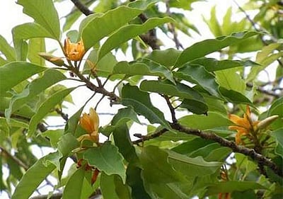 திருமலை ஏழுமலையான் கோயில் ஸ்தல விருட்சம் மர சம்பங்கி