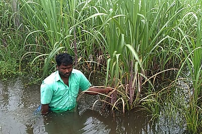 நீரில் மூழ்கிய கரும்பு பயிா்கள்!