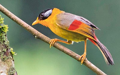 கருவூலம்: அருணாச்சலப் பிரதேசம் !