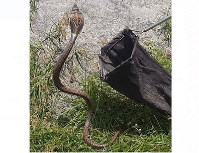 குடியிருப்புகளுக்குள் புகுந்த 82 பாம்புகள் சிக்கின