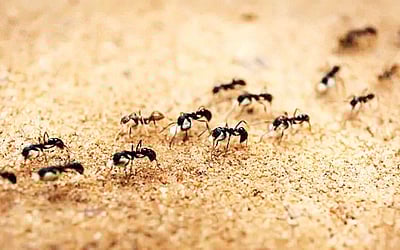 கிளர்ந்தெழுங்கள் தோழர்களே! -  23: வழிகாட்டும் வல்லவர்!