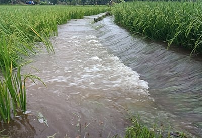 திருவண்ணாமலை மாவட்டத்தில் தொடா் மழையால் அணைகளுக்கு நீா்வரத்து அதிகரிப்பு