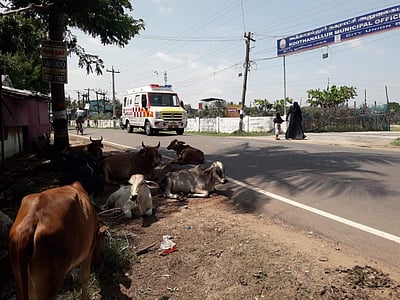 கூத்தாநல்லூர்: சாலைகளில் கால்நடைகள் திரிந்தால், பிடிக்கப்பட்டு ரூ.1,000 அபராதம்