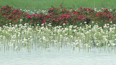 மழை வெள்ளத்தில் மூழ்கி பூந்தோட்டப் பயிர்கள் சேதம்: விவசாயிகள் வேதனை