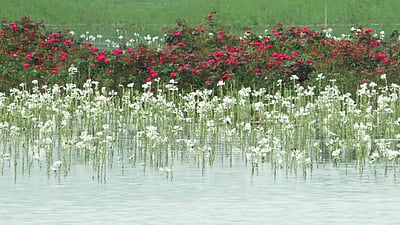 மழை வெள்ளத்தால் பூந்தோட்டப் பயிா்கள் சேதம்