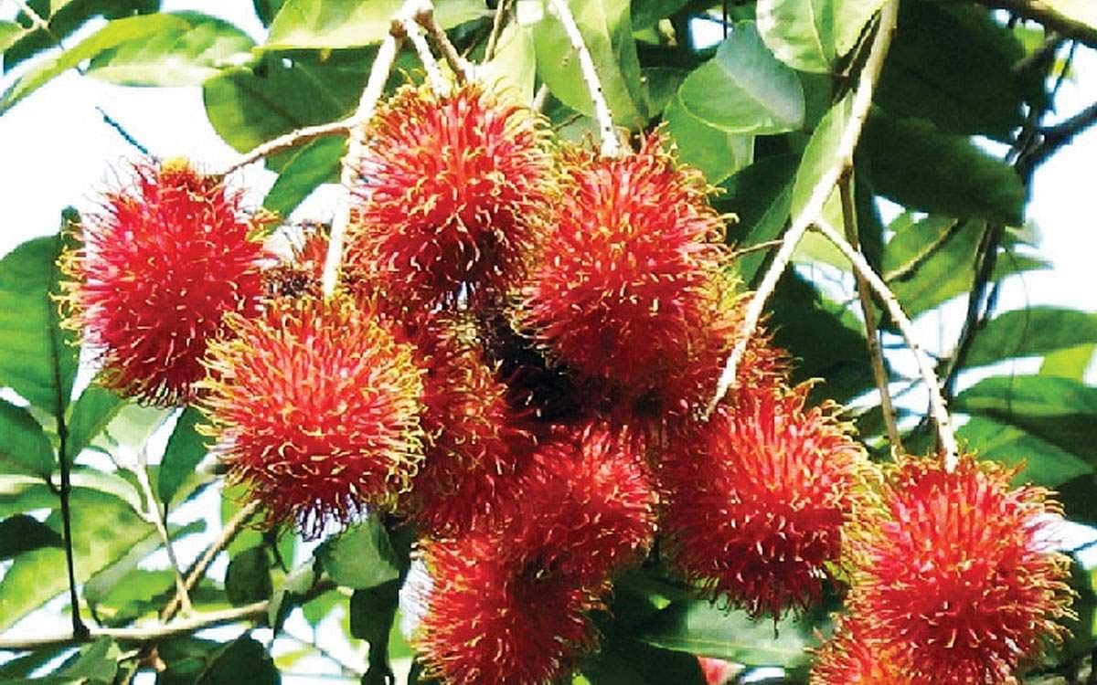 மரங்களின் வரங்கள்!: தோல் கசப்பு, உள்ளே இனிப்பு - ரம்புட்டான்  மரம்