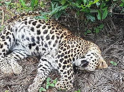 கூடலூா் அருகே சிறுத்தைக் குட்டியின் சடலம் மீட்பு