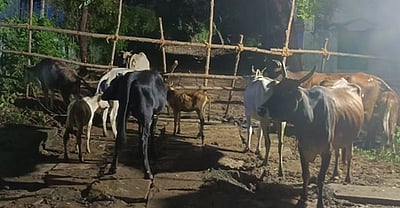 சாலையில் திரிந்த 76 மாடுகள் சிறைபிடிப்பு