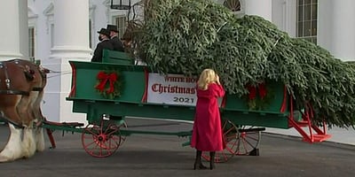 வெள்ளை மாளிகை வந்தது கிறிஸ்துமஸ் மரம்!