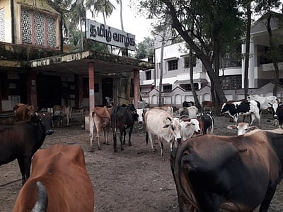 சாலையில் சுற்றித்திரிந்த 42 கால்நடைகள் பிடித்து அடைப்பு