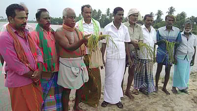 வடியாத வெள்ளம்: சம்பா பயிா்கள் நீரில் மூழ்கி அழுகின