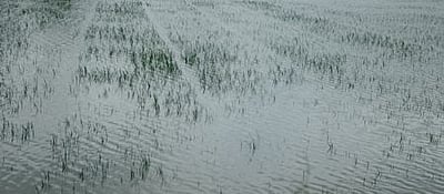 நாகை மாவட்டத்தில் 40 ஆயிரம் ஏக்கா் நெல் பயிா்கள் நீரில் மூழ்கின