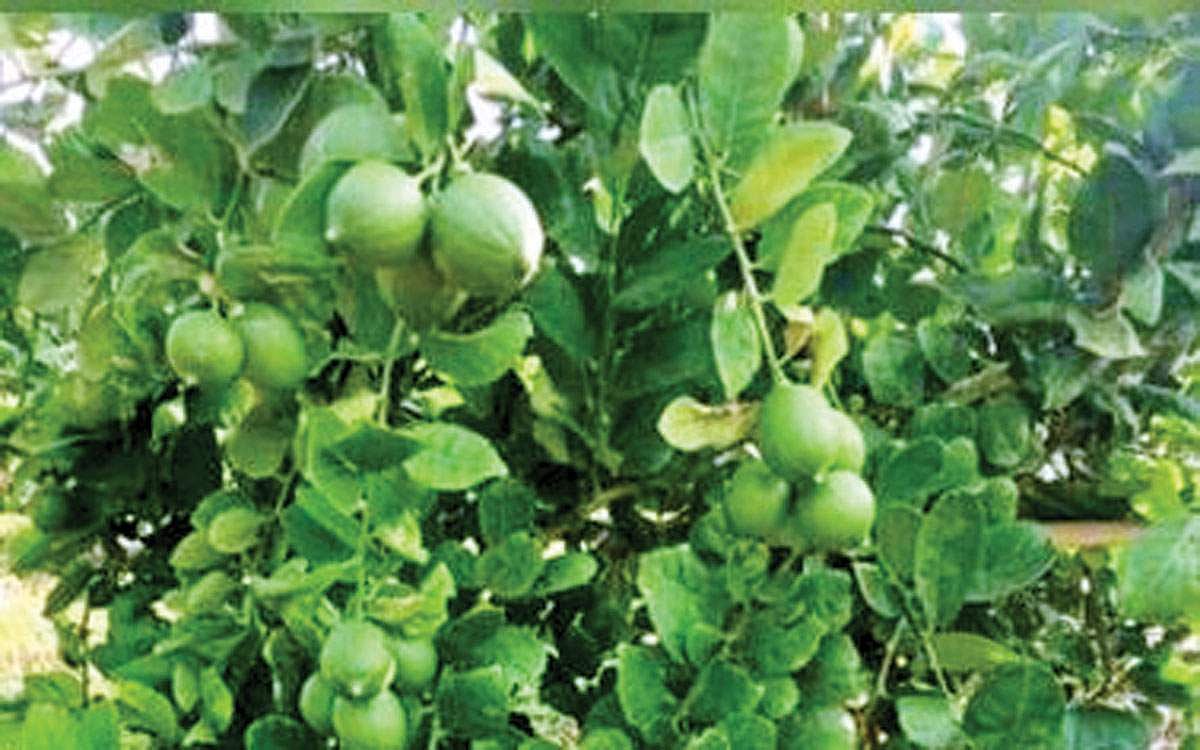 மரங்களின் வரங்கள்!: சாதிக்கப் பிறந்தவன் சாத்துக்குடி மரம்