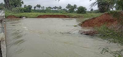மானாமதுரை அருகே தண்ணீர் வரத்து தாங்காமல் உடையும் நிலையில் கண்மாய்:  கரைகளை பலப்படுத்த வலியுறுத்தல்