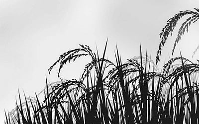 முதிர்ந்த கதிரும் குனிந்த தலையும்!