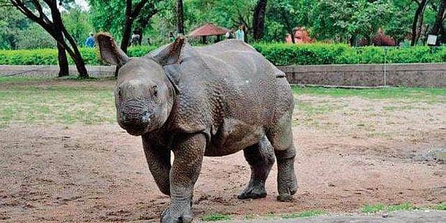 அவையும் வாழ வேண்டும்! | காண்டாமிருகங்களைப் பாதுகாப்பது பற்றிய தலையங்கம்