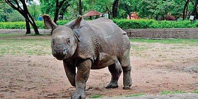 அவையும் வாழ வேண்டும்! | காண்டாமிருகங்களைப் பாதுகாப்பது பற்றிய தலையங்கம்