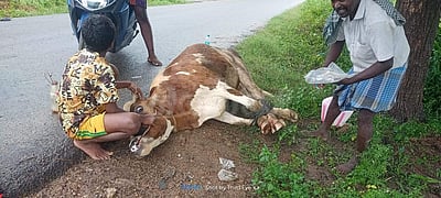ஆம்பூர் அருகே கால்நடைகளுக்கு அம்மை நோய்: மக்களே கால்நடைகளுக்கு வைத்தியம் பார்க்கும் அவலம்