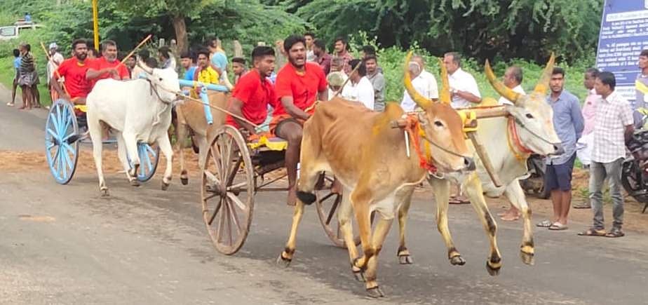 திருவெறும்பூரில் மாட்டு வண்டி, 
குதிரை வண்டி எல்கை போட்டி