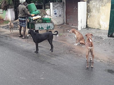 கூத்தாநல்லூரில் வெறிநாய்கள் அதிகரிப்பு: மக்கள் அச்சம்