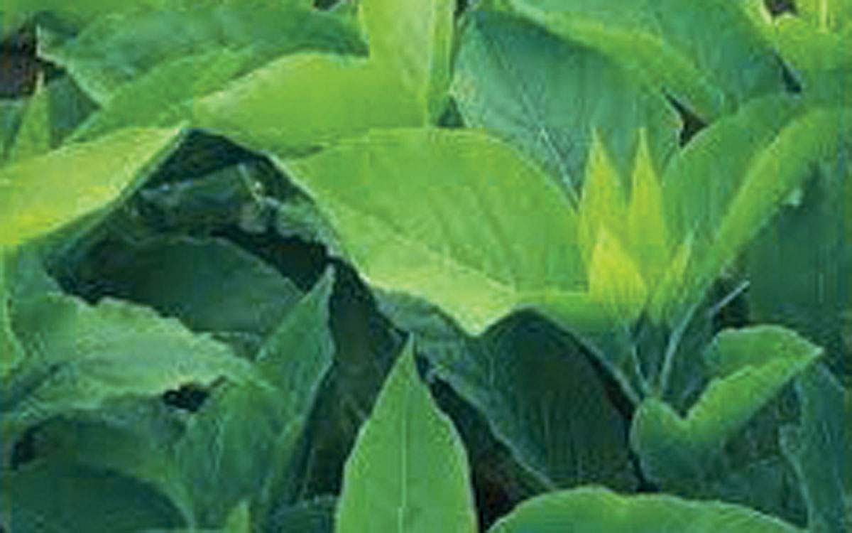 மரங்களின் வரங்கள்!: சிங்கங்களும் அஞ்சி ஓடும் - நஞ்சுண்டா மரம்