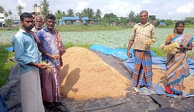 கொள்முதல் நிலையங்களில் தேங்கியுள்ள நெல் குவியல்கள் மீண்டும் முளைப்பதால் விவசாயிகள் வேதனை