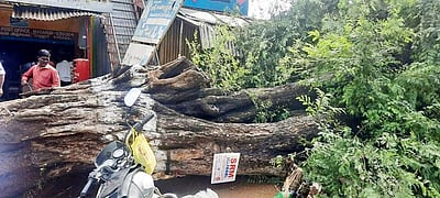 மாதனூரில் வேராடு சாய்ந்த மரம்