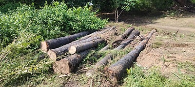 ராணிப்பேட்டை அருகே அனுமதியின்றி 15 பனை மரங்கள் வெட்டி சாய்ப்பு: வருவாய், காவல் துறையினர் விசாரணை