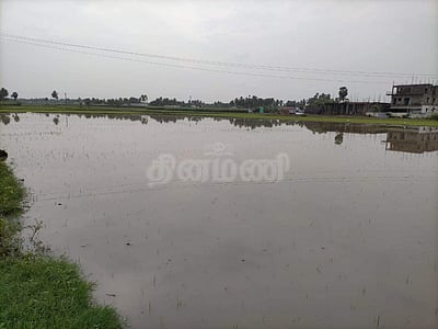 காவிரி பாசனப் பகுதியில் கனமழை: மழை நீரில் மூழ்கிய நெல்வயல்கள்