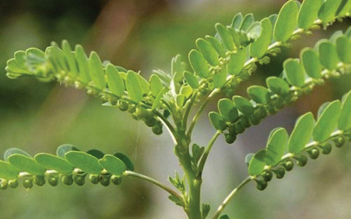 கீழா நெல்லியின் மருத்துவகுணங்கள்!