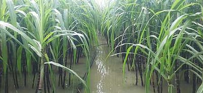 கனமழையால் சேதமாகும் கரும்புகள்: விவசாயிகள் கவலை