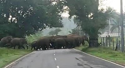 ராயக்கோட்டை அருகே குட்டிகளுடன் முகாமிட்டுள்ள 35 யானைகள்