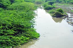 ‘விரைவில் சீமைக் கருவேல மரங்களை இல்லாத மாவட்டமாக சிவகங்கை மாற்றப்படும்’