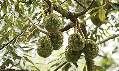 மரங்களின் வரங்கள்!: சர்வரோக நிவாரணி  -  துரியன்  மரம் 