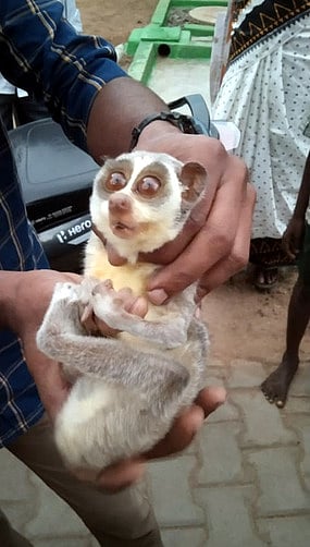 அரியவகை தேவாங்கு மீட்பு