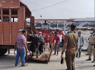 சென்னையில் 3ம் முறை மாடு பிடிபட்டால் ஒப்படைக்கப்படாது: சென்னை மாநகராட்சி