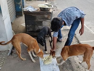 தெருவோர நாய்களுக்கு உணவளித்த பெண்ணுக்கு 8 லட்சம் ரூபாய் அபராதம்