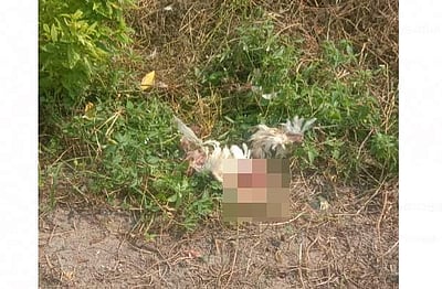 மானாமதுரை அருகே வயல்களில் வைத்த விஷத்தை தின்று  நூற்றுக்கணக்கான கோழிகள் பலி