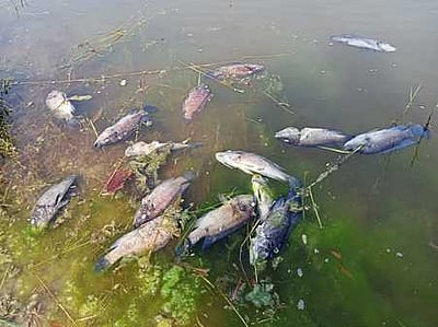 மீன் வளம் காத்து மனித நலம் காப்போம்