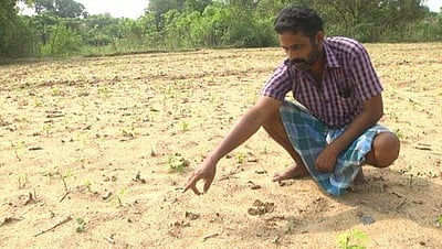 சரிவர முளைக்காத மணிலா விதைகள்: விவசாயிகள் வேதனை