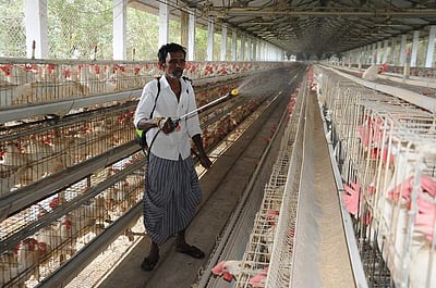 கேரளத்தில் வாத்துகளுக்கு பறவைக் காய்ச்சல்! நாமக்கல் கோழிப் பண்ணைகளில் நோய்த் தடுப்பு நடவடிக்கைகள் தீவிரம்