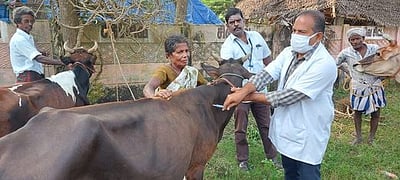 கால்நடை மருத்துவ முகாம்