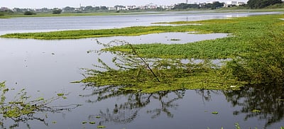 குப்பை, கழிவுநீா் கலப்பால் மாசடைந்த காக்களூா் ஏரி!