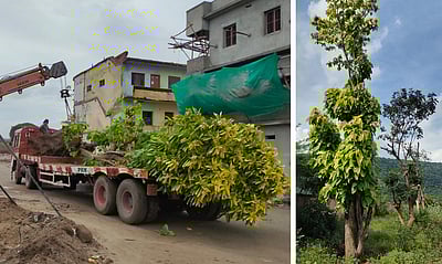 மாற்று இடத்தில் நடவு: மறுவாழ்வு பெற்ற மரங்கள்